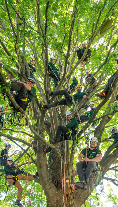 Trainers In Tree