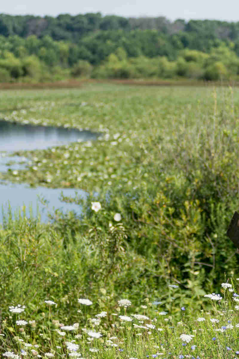 Mitigation Wetlands