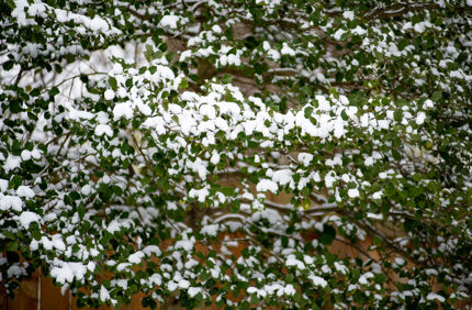 snow