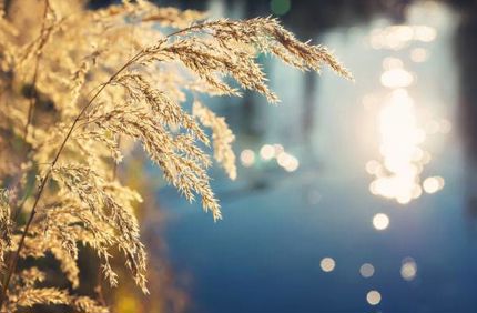 Phragmites 600