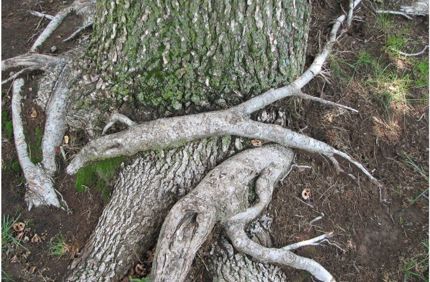 Girdling Roots