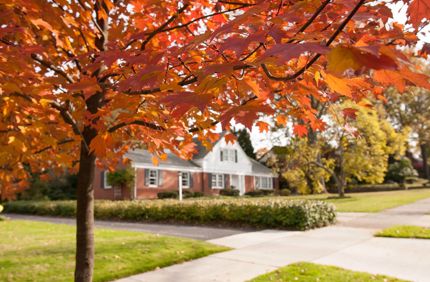Fall color