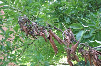 Fire Blight
